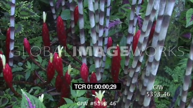 preview clip thumb