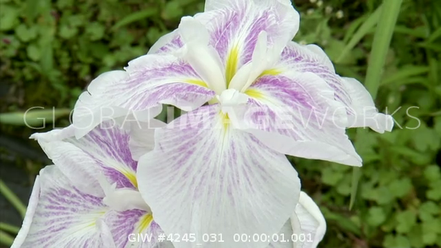preview clip thumb